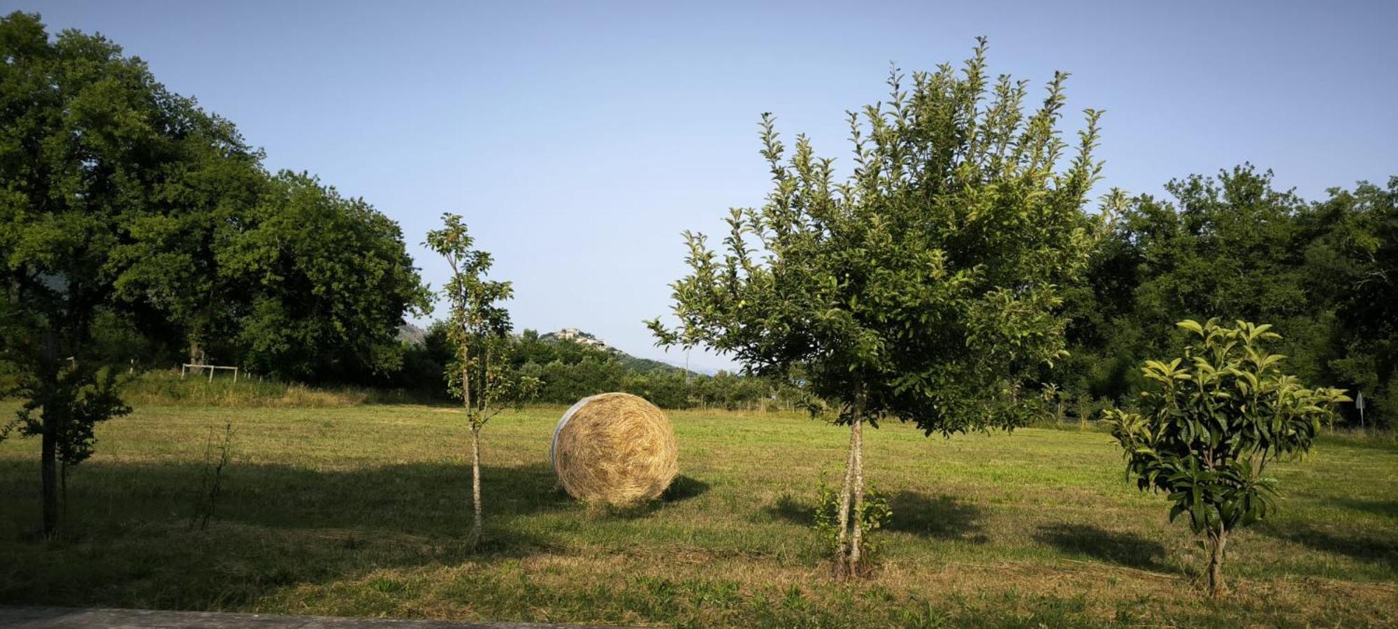 Camera Doppia con Letti Singoli