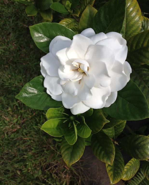 King Room with Garden View - No Kitchen,247680049:JPEG