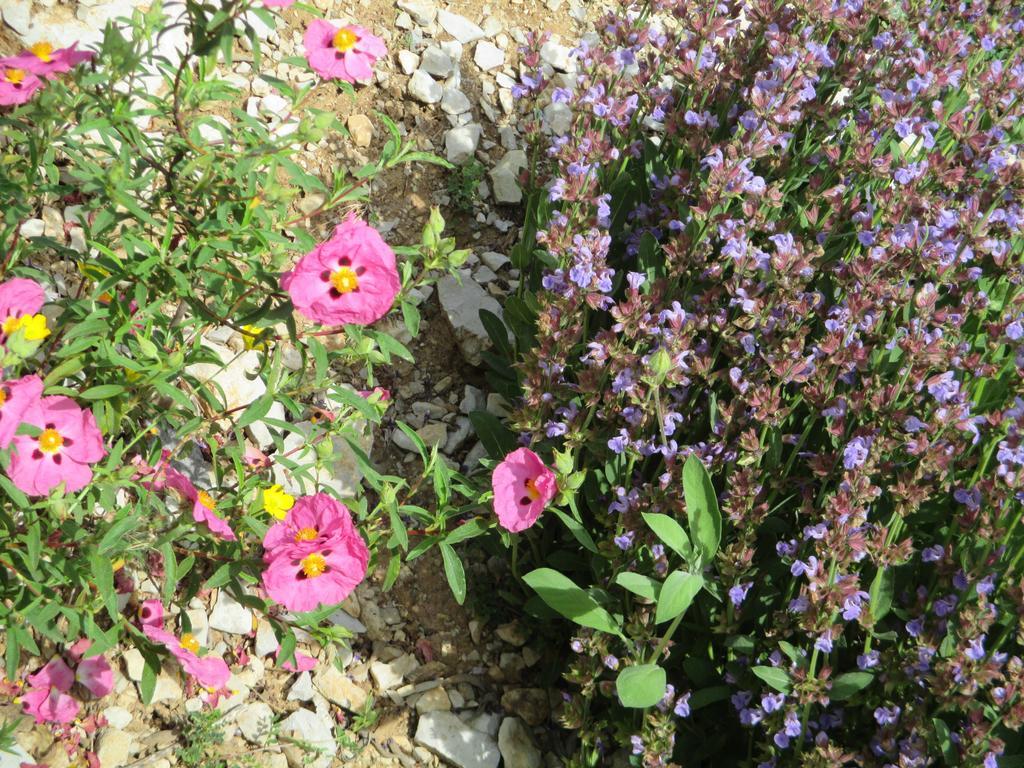 Chambre Double - Vue sur Jardin