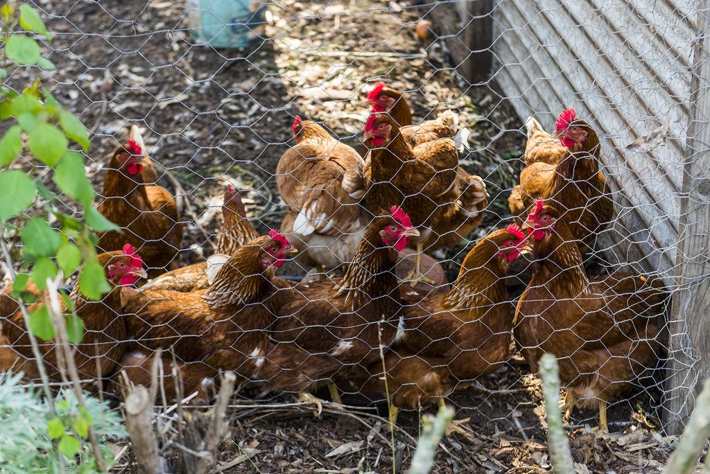 Superior Studio