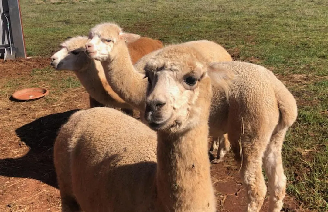 New Horizons Farm Stay-1