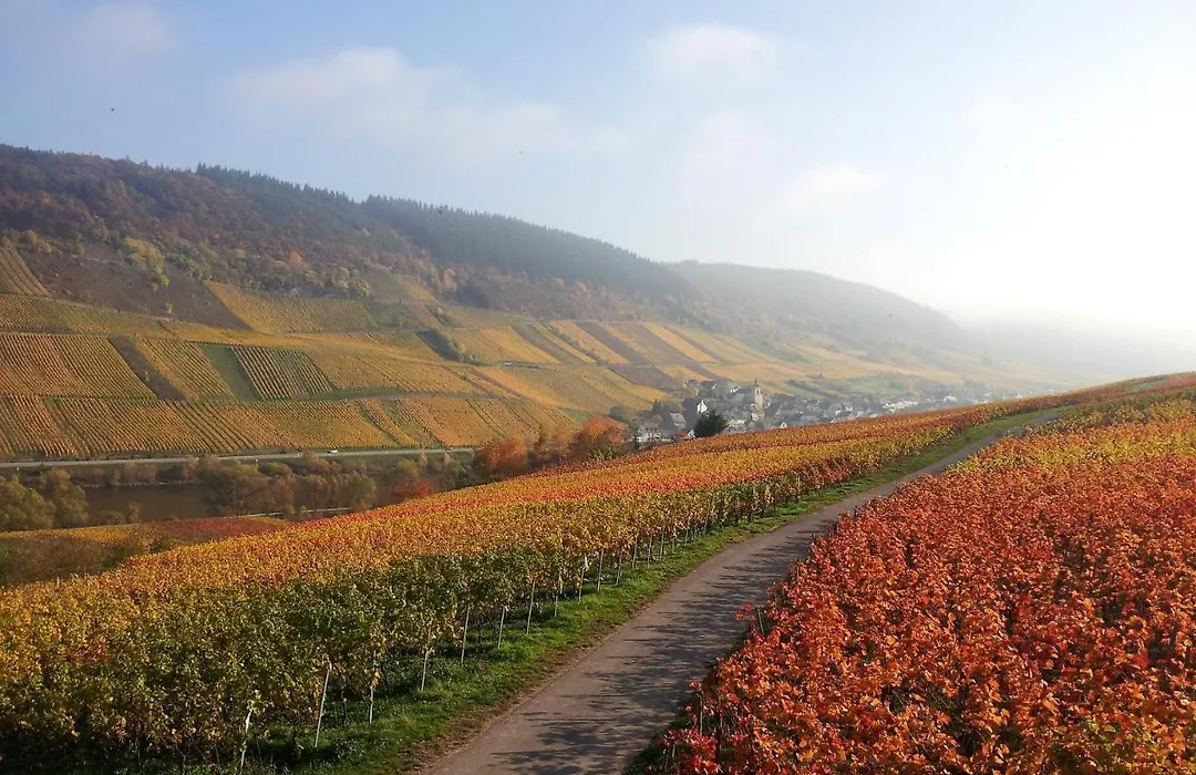 Weingut-Brennerei-Gästehaus Emil Dauns-1