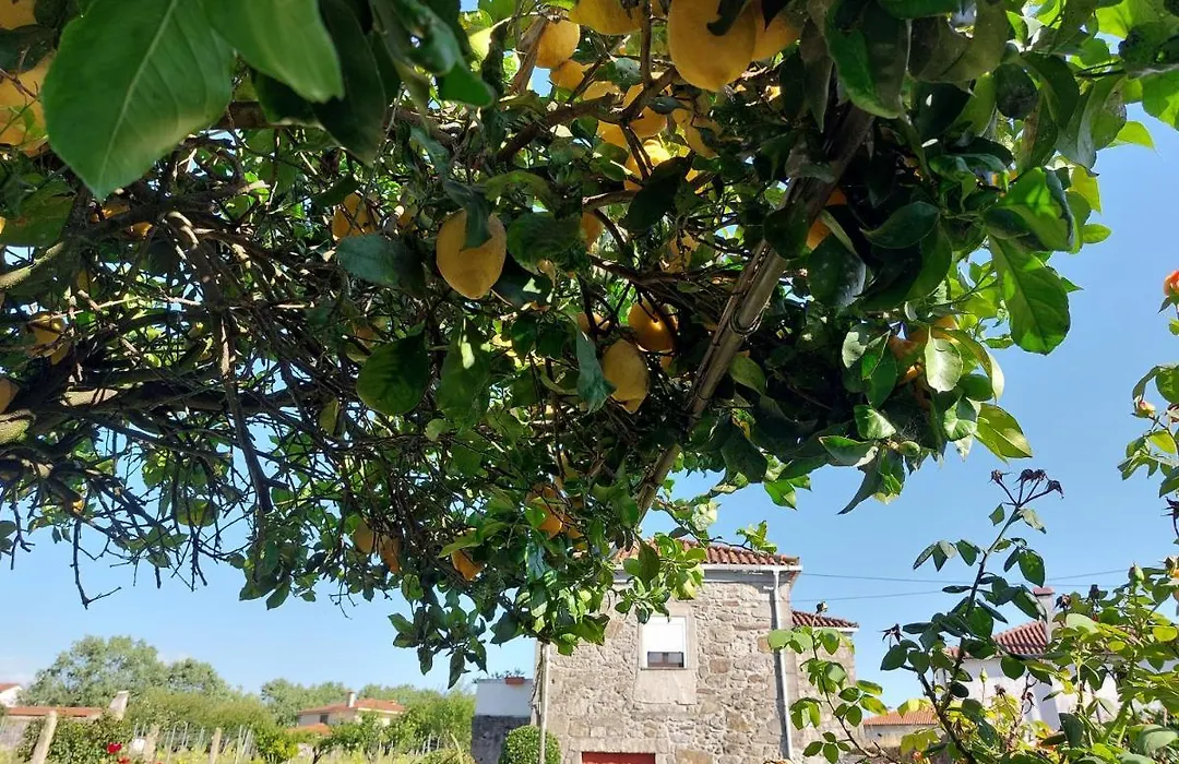 Quinta Da Ponte-1