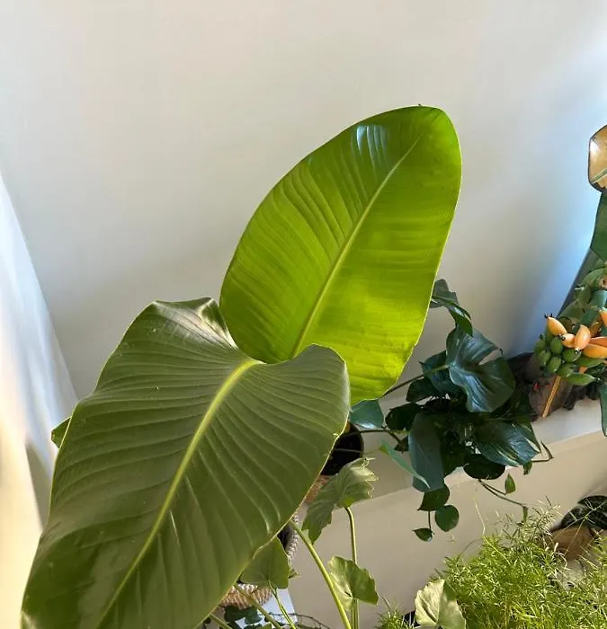 Monkey Tree Stay-1