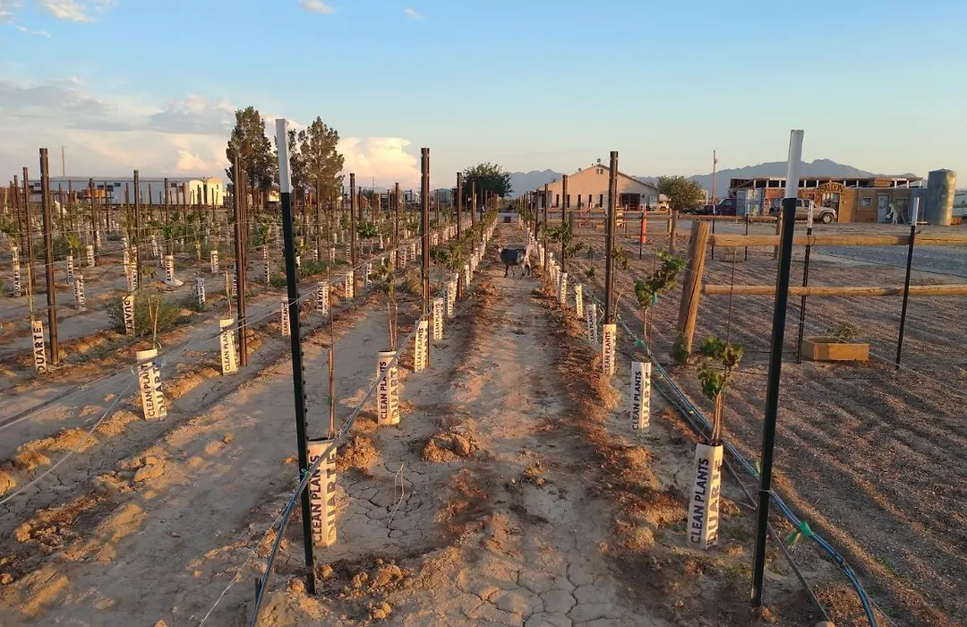 Black Star Ranch Vineyard-1
