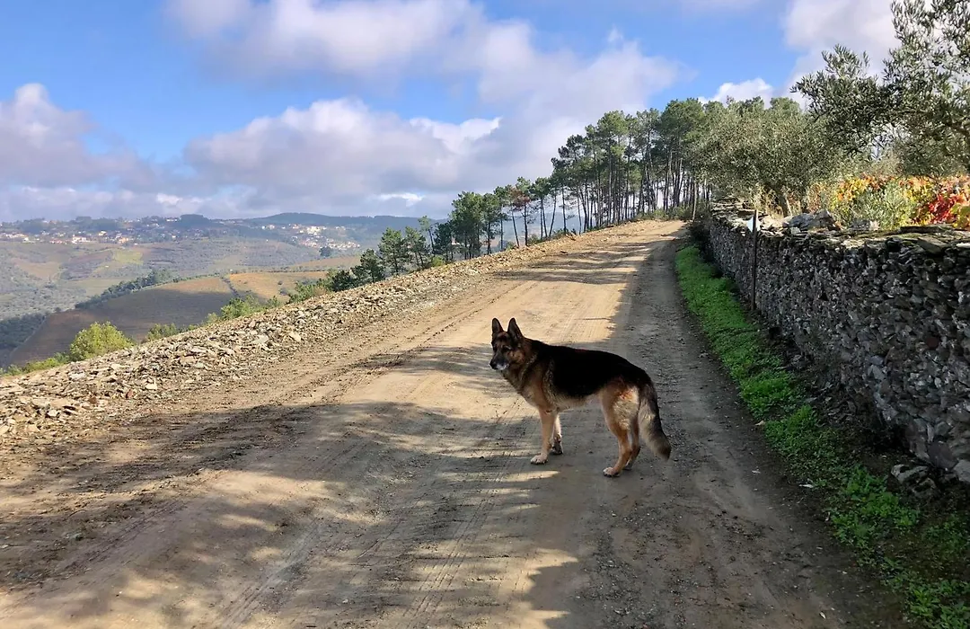 Quinta Da Estrada Winery Douro Valley-1