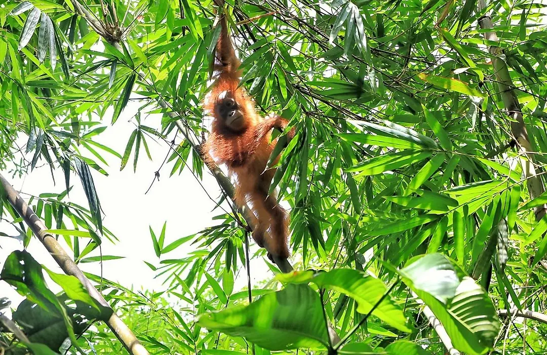 Tropical Jungle Lodge & Jungle Trekking-1