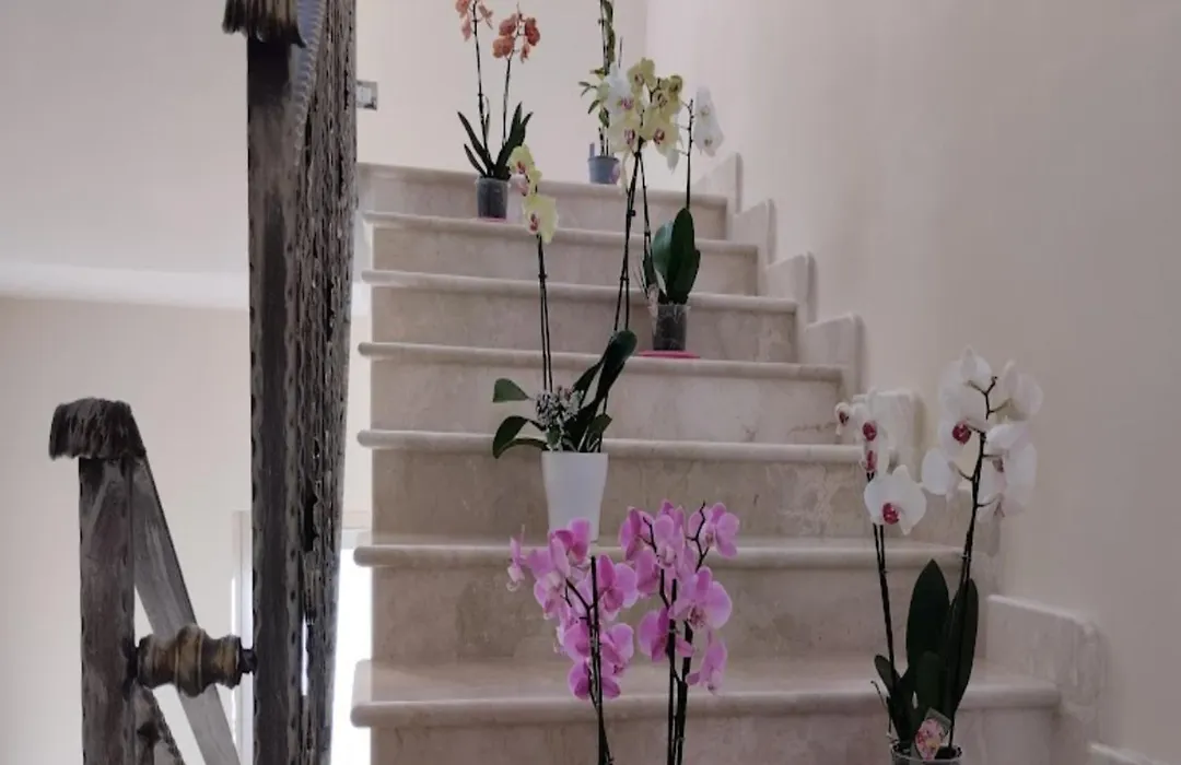 Daphnae House-1