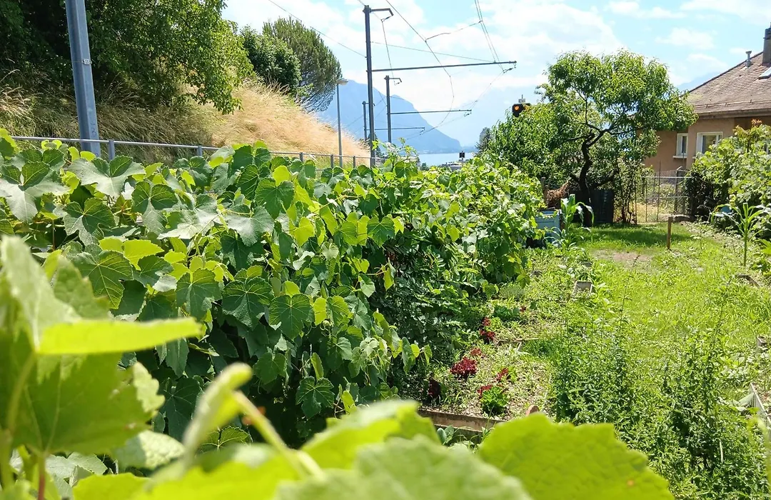 La plus belle vue du lac Léman-1