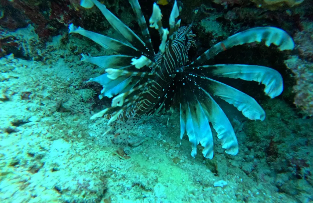 Velaa Garden View, Fodhdhoo- Maldives-1