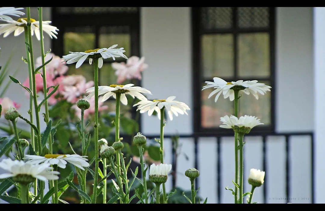 Villa Rhapsody Pension-1