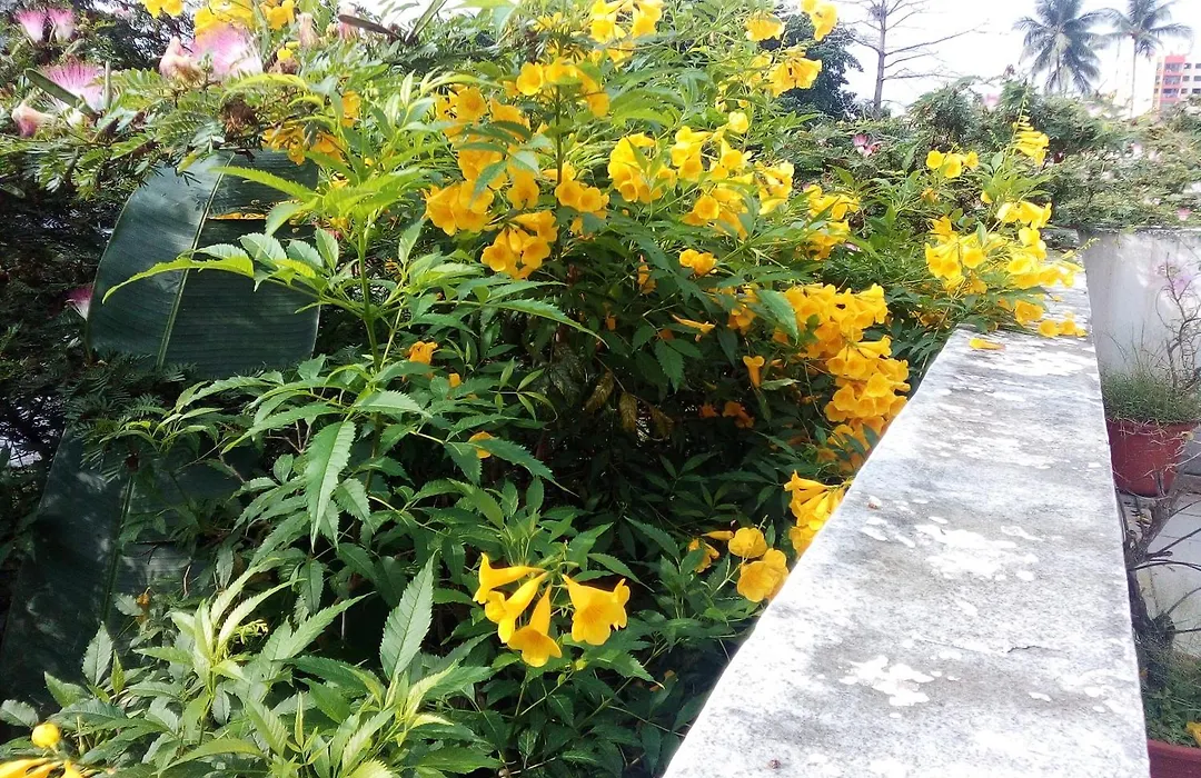 Villa Mango-1
