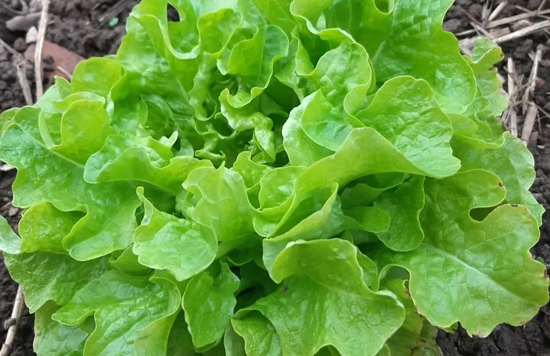 La Coutrotte Becquine-1
