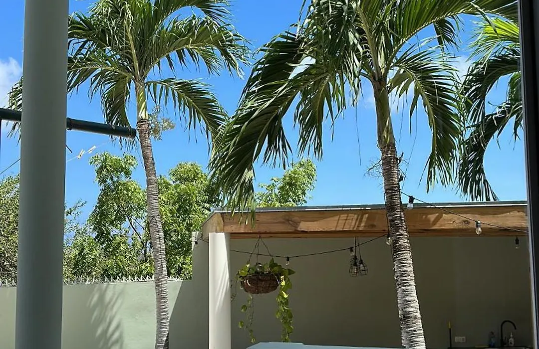 Palm View-1