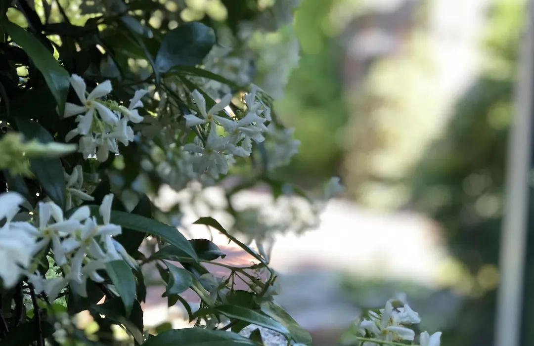 Aux Herbes Hautes-1