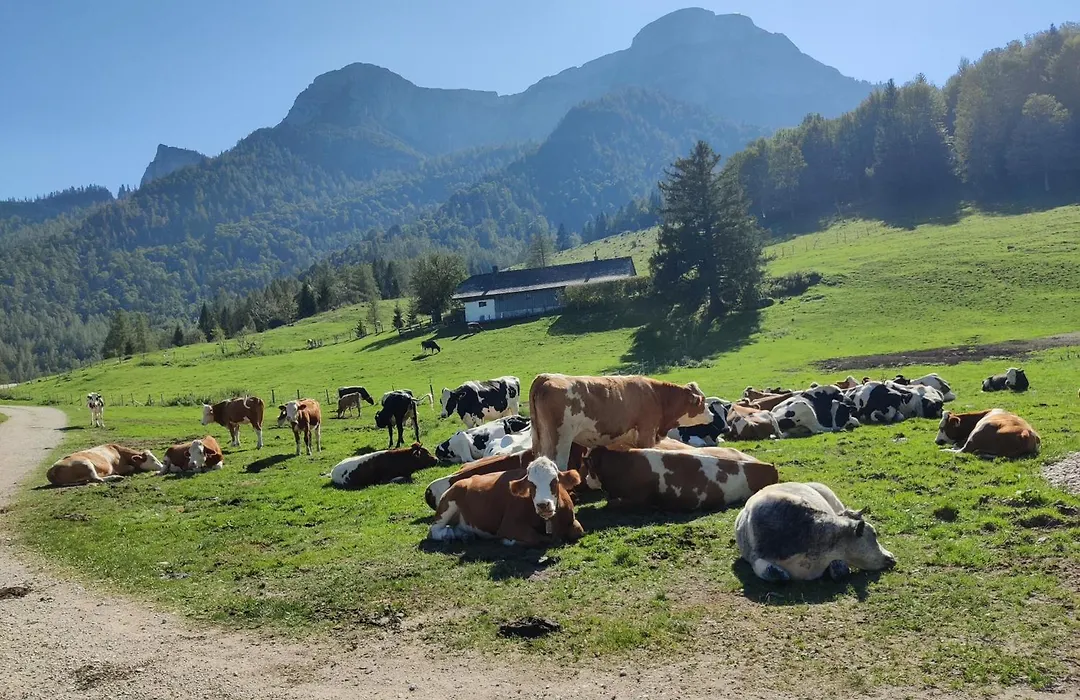 Pension Holzapfel-1