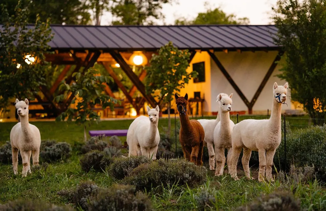 The Tribe Alpaca Retreat-1
