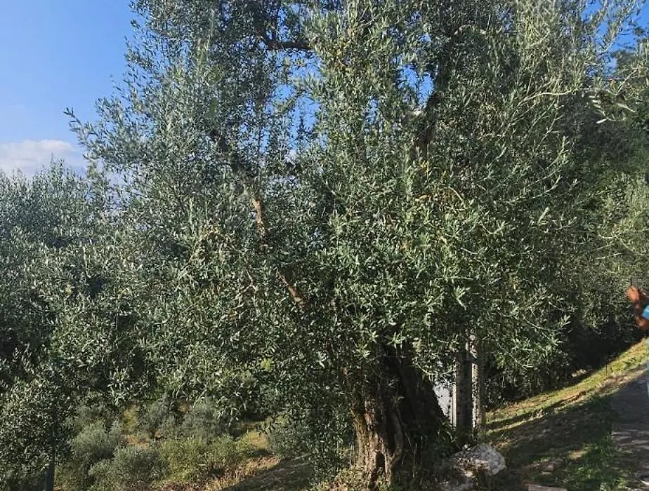 Colle Bellavista-1