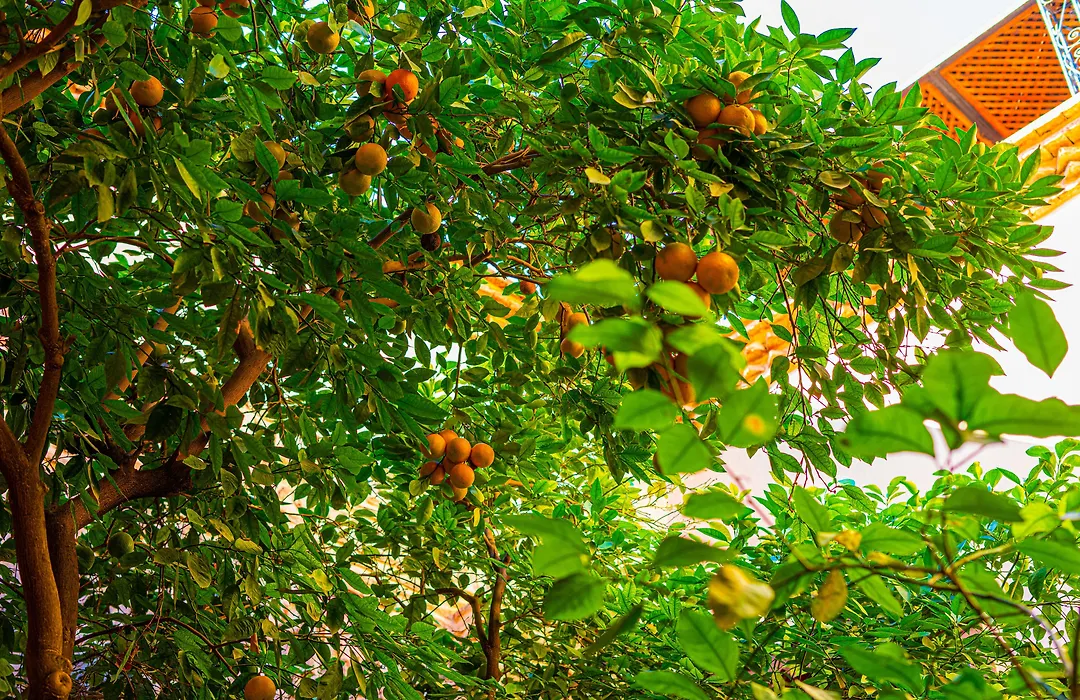 Riad Louaya-1