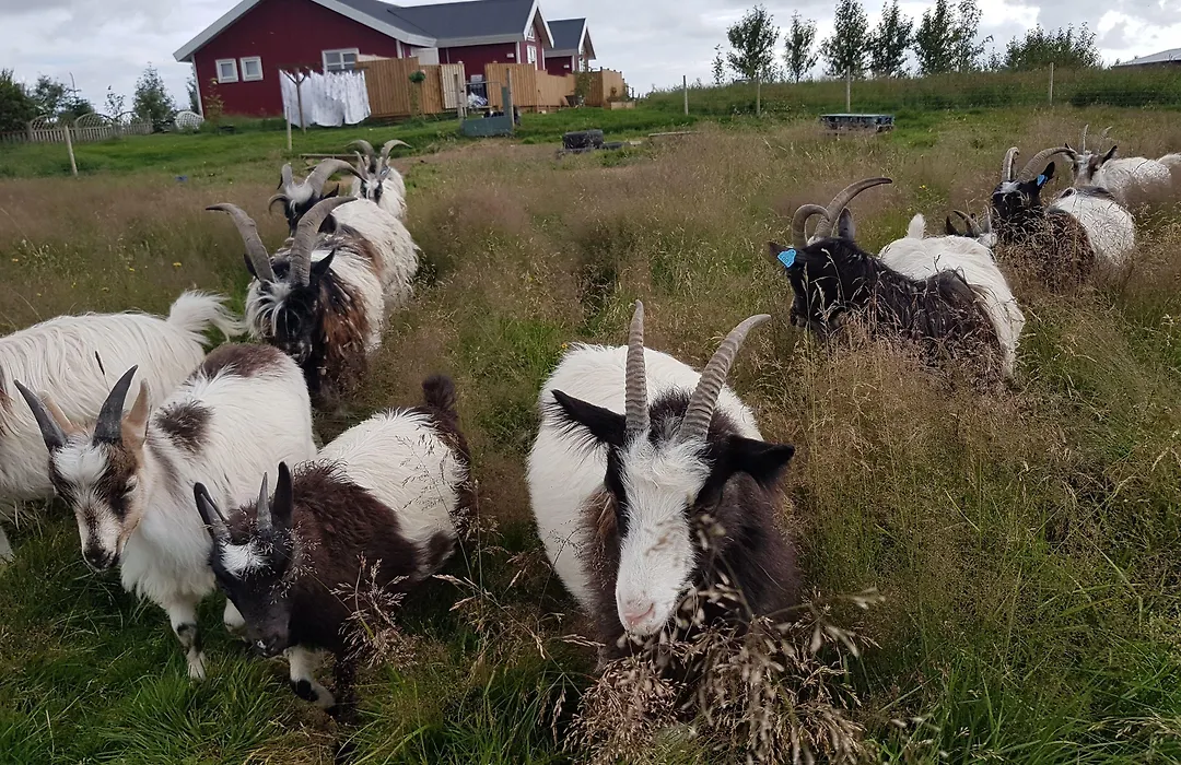 Skálatjörn Guesthouse-1