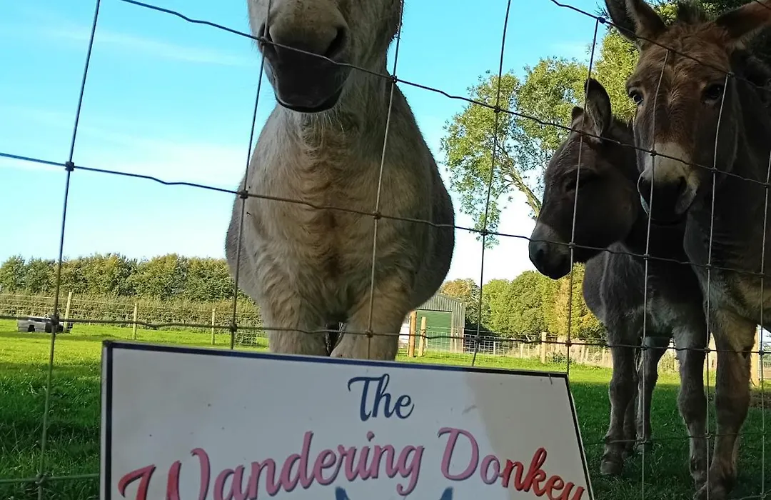 The Wandering Donkey Guest House-1