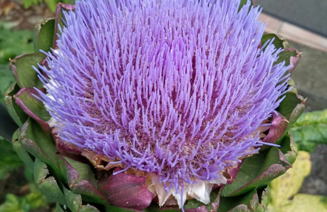 Les Jardins Imaginaires-1