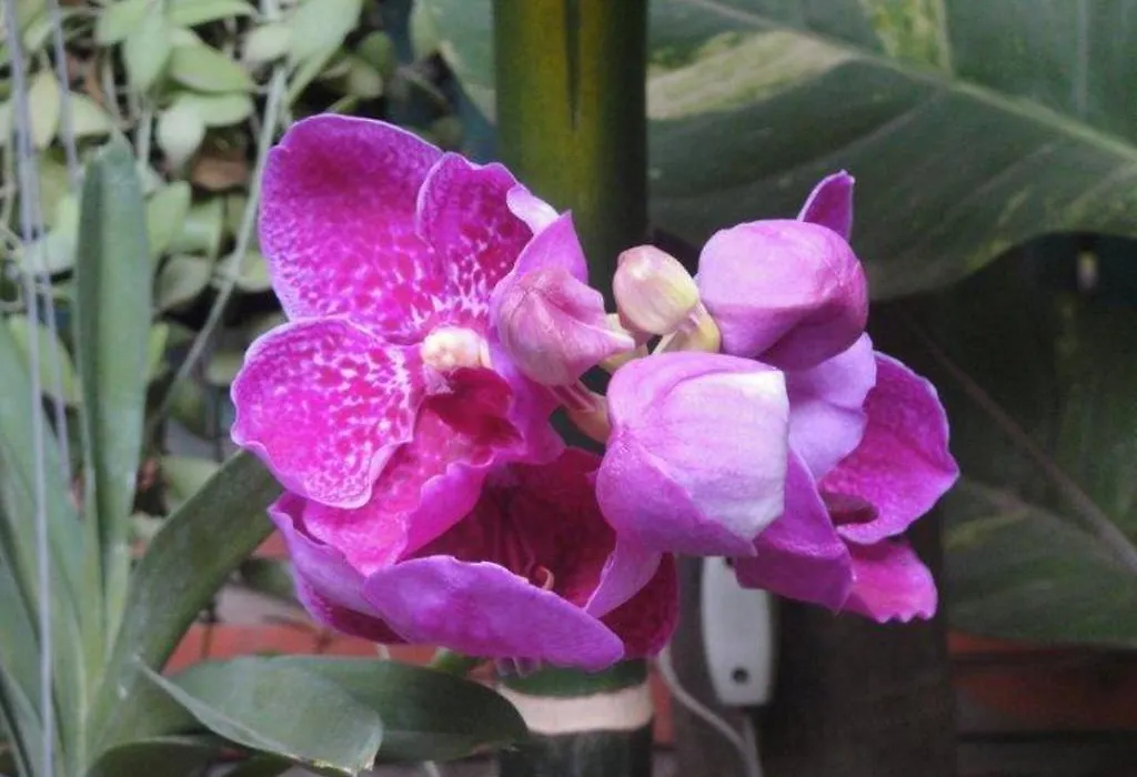 Big Lyna Villa & Homestay-1