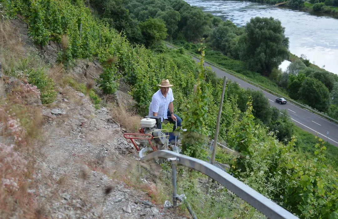 Weingut***Pension Günther Scholtes-1
