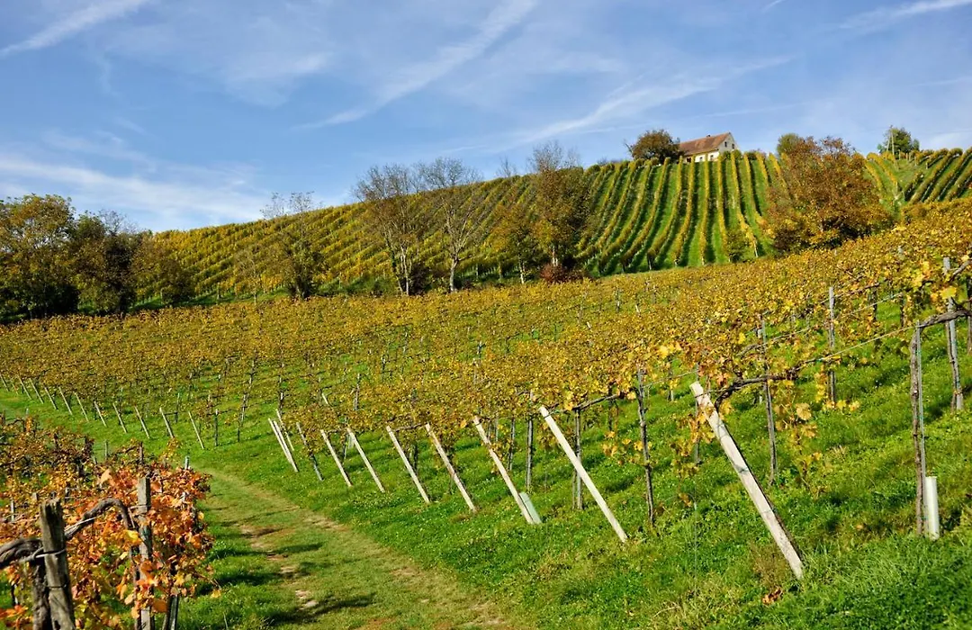 Zirngast Weingut-Buschenschank-Gästezimmer-1