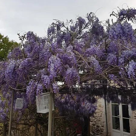 La THIBAUDIERE Glycine-3