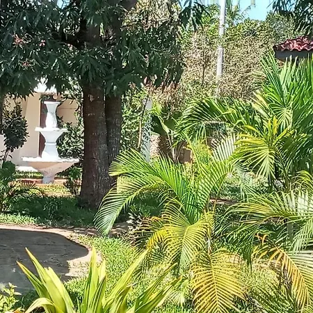 Cycad Palm Diani-2