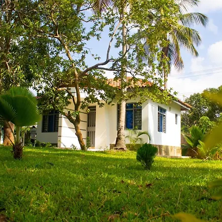 Cycad Palm Diani-3