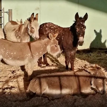 Durham Donkey Rescue Shepherd'S Hut-2