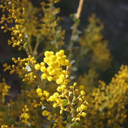 Wattle Tree Hill-3