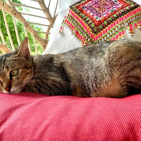 La Maison - Chiangmai-3