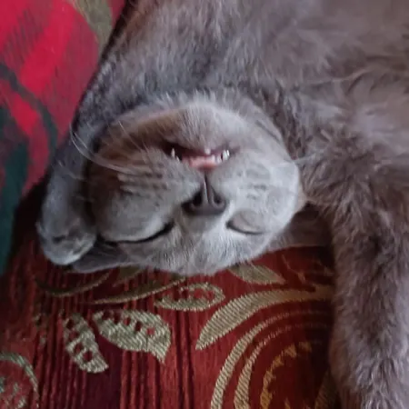 Villa Des Chats-2