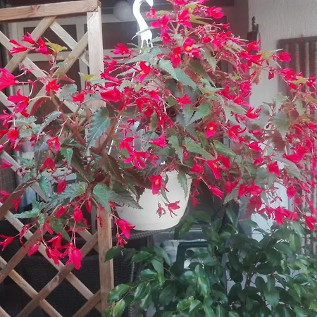 Dalmati House-3