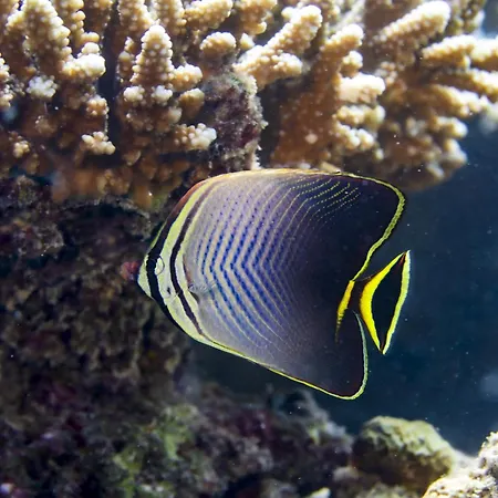 Ocean Pearl Maldives At Gulhi Island-3