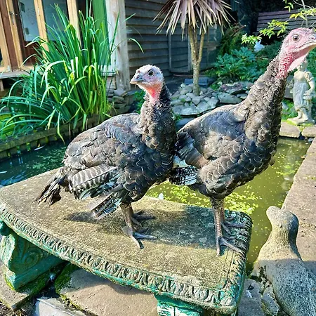 The Base Vegan Retreat Animal Sanctuary-2