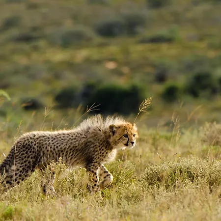 Kwandwe Private Game Reserve - Ecca Lodge-2