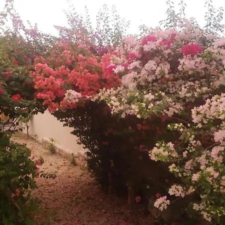 Casa "Los Jarochos" Sencilla-2