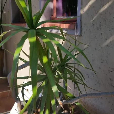 Texas Guesthouse-3