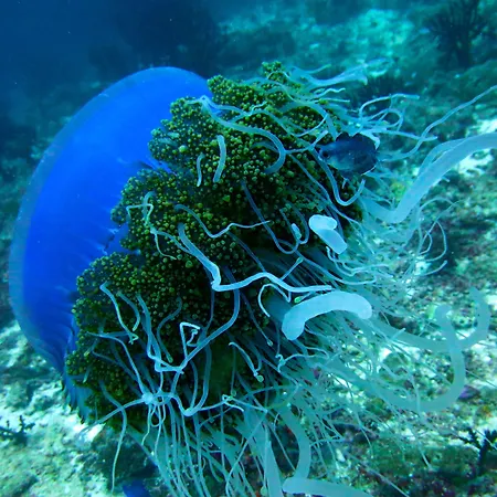 Vaali Maldives Island Escapes & Dive-3