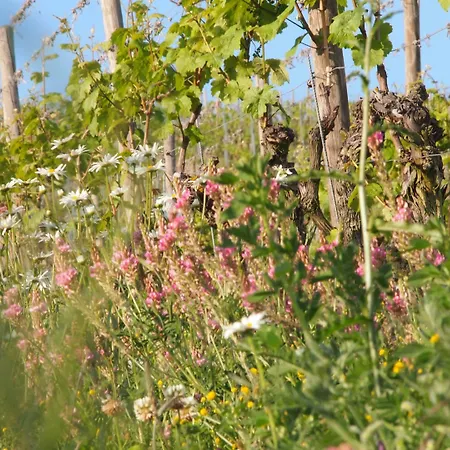 Pension Weingut Schwab-3