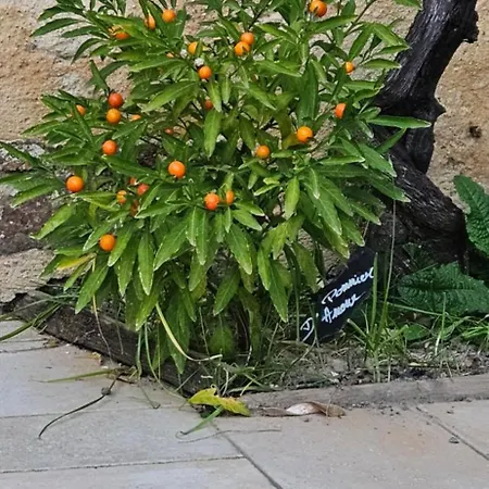 L'Amphitryon-2