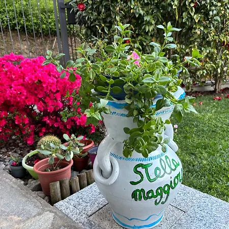 Stella Maggiore-3