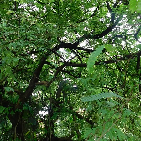 Green Woods Bethlehem-3