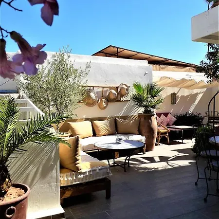 Riad Safina-2