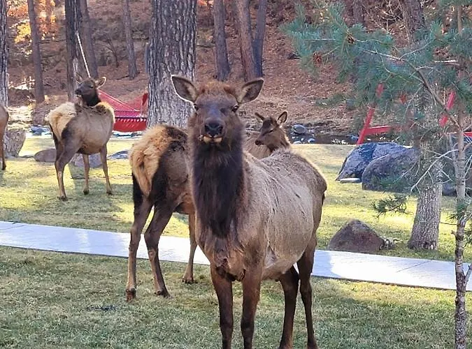 Sierra Blanca Cabins Hotel Ruidoso