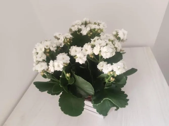 Ninfea Tropea City Rooms